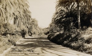 Tropical Palm Entrance Drive by Luther Burbank, Old Hearst Ranch, Pleasanton, California              